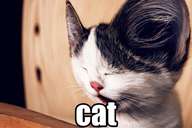 distorted image of a cat, labelled 'cat'
